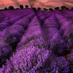 Parure copripiumino singolo Goodnight Lavender Datex